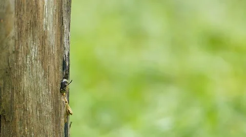 Carpenter bee in the nature. Stock Footage 64920735