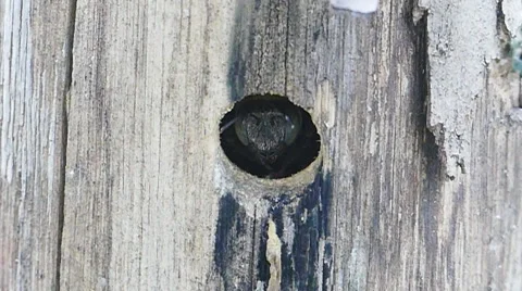 Carpenter bee in nature. Stock Footage 64921679