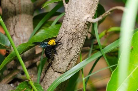 Carpenter bee in the nature Foto stock