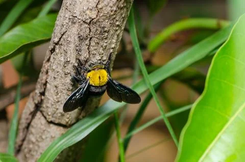 Carpenter bee in the nature Foto stock
