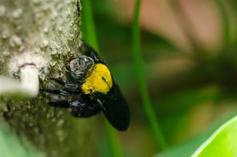 Carpenter bee in the nature Stock Photos