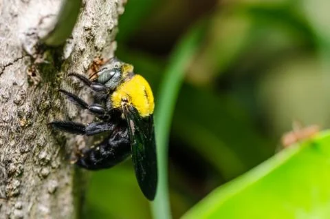 Carpenter bee in the nature Stock Photos