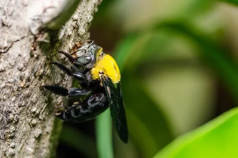 Carpenter bee in the nature Stock Photos