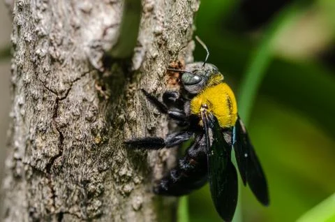 Carpenter bee in the nature Stock Photos