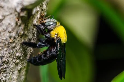 Carpenter bee in the nature Foto stock