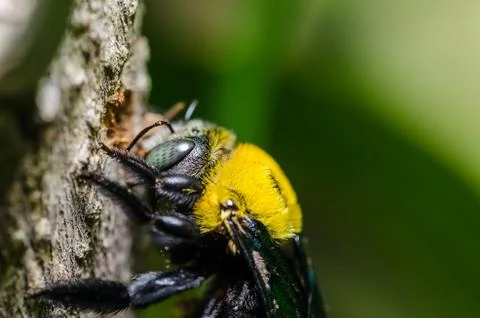Carpenter bee in the nature Stock Photos