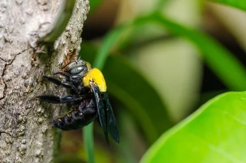 Carpenter bee in the nature Stock Photos