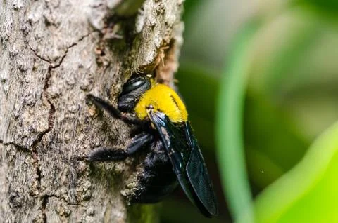 Carpenter bee in the nature Stock Photos