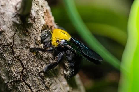 Carpenter bee in the nature Stock Photos
