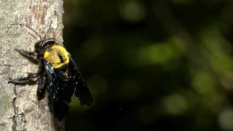 Carpenter Bee at nest, Malaysia Stock Footage 122465174