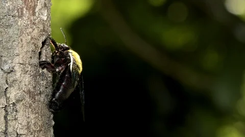Carpenter Bee at nest, Malaysia Vidéo 122465445