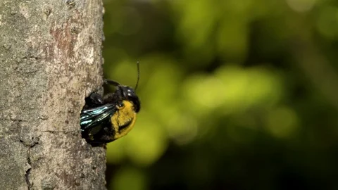 Carpenter Bee at nest, Malaysia Stockbeeldmateriaal 122465584