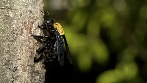 Carpenter Bee at nest, Malaysia Vídeo Stock 122465684