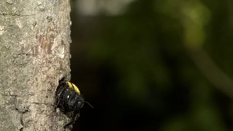 Carpenter Bee at nest, Malaysia Видео 122465756