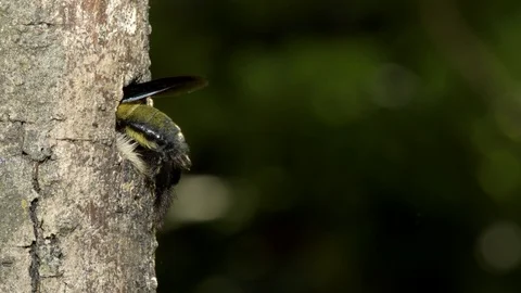 Carpenter Bee at nest, Malaysia Stock Footage 122465893