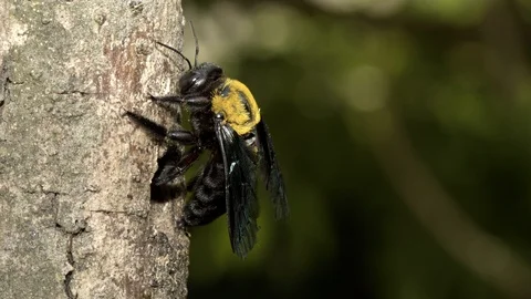 Carpenter Bee at nest, Malaysia Stock Footage 122466067