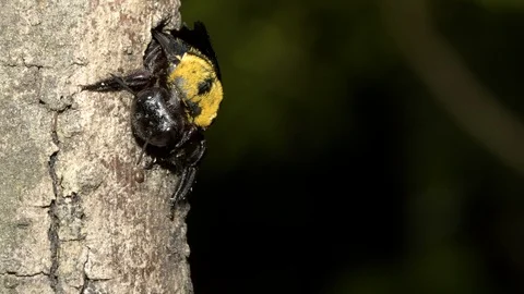 Carpenter Bee at nest, Malaysia Stockbeeldmateriaal 122466098