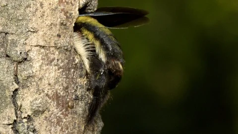 Carpenter Bee at nest, Malaysia Vídeo Stock 122466249