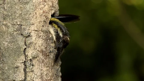 Carpenter Bee at nest, Malaysia 스톡 동영상 122466314