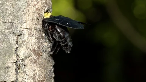Carpenter Bee at nest, Malaysia Stock Footage 122466401