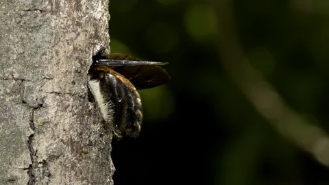 Carpenter Bee at nest, Malaysia Stock-Footage 122466409