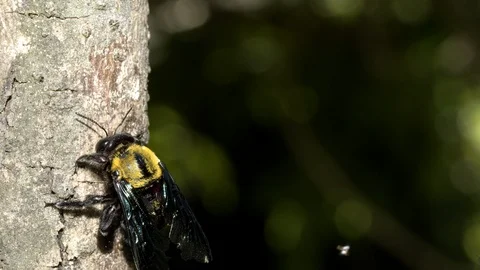 Carpenter Bee at nest, Malaysia Stock-Footage 122466431