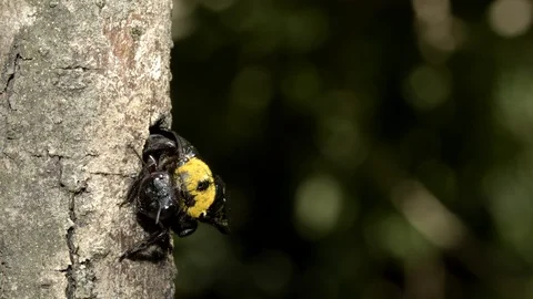 Carpenter Bee at nest, Malaysia Stock-Footage 122466444