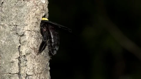 Carpenter Bee at nest, Malaysia Stockbeeldmateriaal 122466459