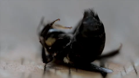 Carpenter bee pest control. Invasive bee colony. Stock Footage 291363931