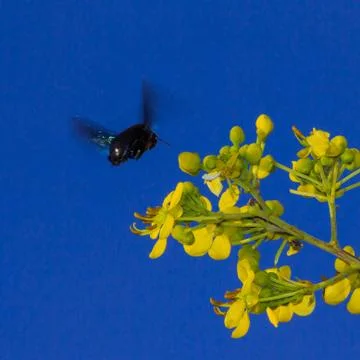 Carpenter bee Stock Photos