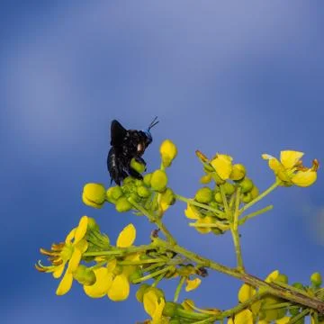 Carpenter bee Stock Photos