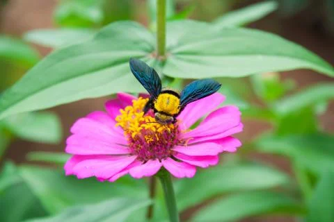 Carpenter bee Stock Photos