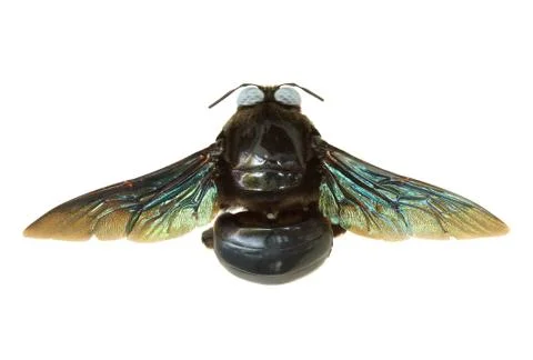 Carpenter bee Stock Photos