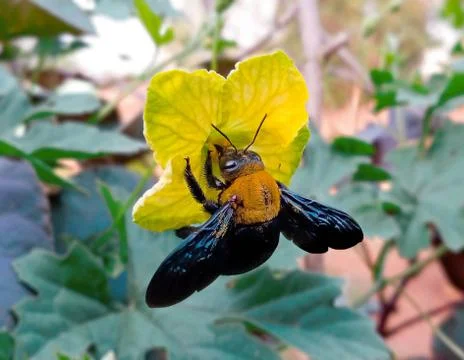 CARPENTER BEE Stock Photos