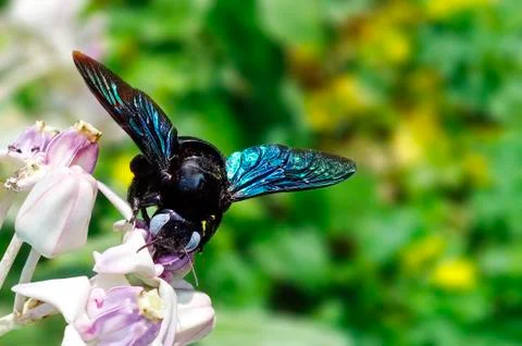 CARPENTER  BEE Stock Photos