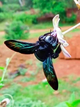 CARPENTER  BEE Stock Photos