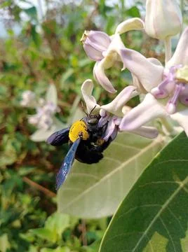 CARPENTER  BEE Stock Photos