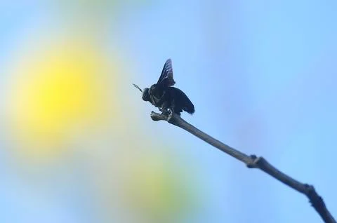 Carpenter Bee Stock Photos