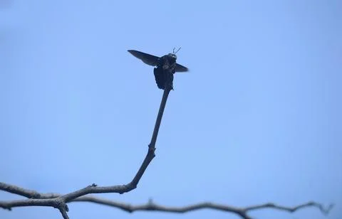 Carpenter Bee Foto stock