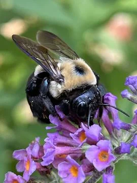 Carpenter Bee Stock Photos