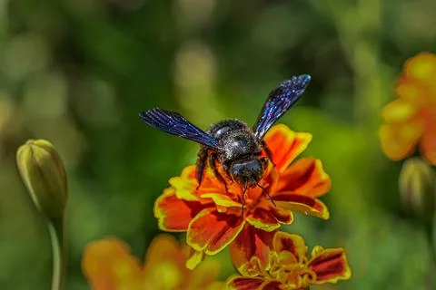 Carpenter bee Stock Photos