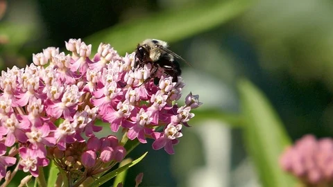 Carpenter bee on a pink flower in the sun in slow motion HD 動画素材 93083301