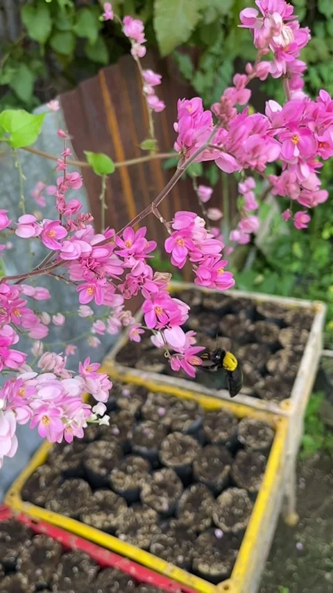 Carpenter Bee Pollinating Beautiful Pink Coral Vine Flowers Stock Footage 345945343