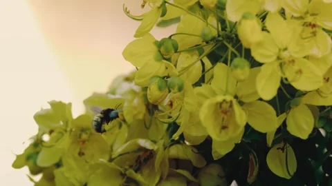 Carpenter bee pollinating bright yellow cassia flowers then lifting into flight Stock Footage 342601840