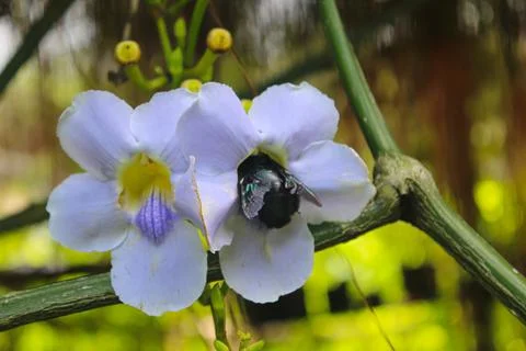 Carpenter Bee Pollinating Delicate Blue Thunbergia Flowers Фото