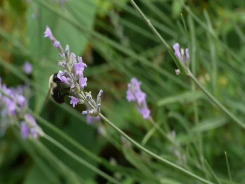 Carpenter Bee Pollinating Lavender Flowers Stock Footage 34328670