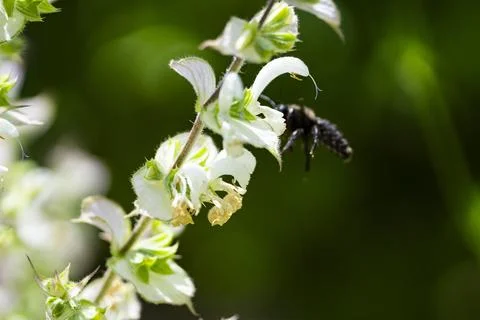 Carpenter Bee Pollinating White Basil Flowers Close Up Stock Photos