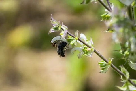 Carpenter Bee Pollinating White Basil Flowers Close Up Foto stock