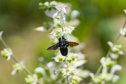 Carpenter Bee Pollinating White Basil Flowers Close Up Stock-Fotos