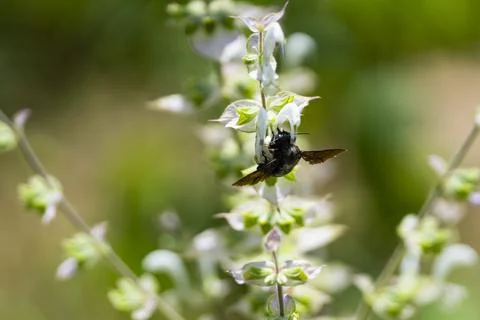 Carpenter Bee Pollinating White Basil Flowers Close Up Foto stock